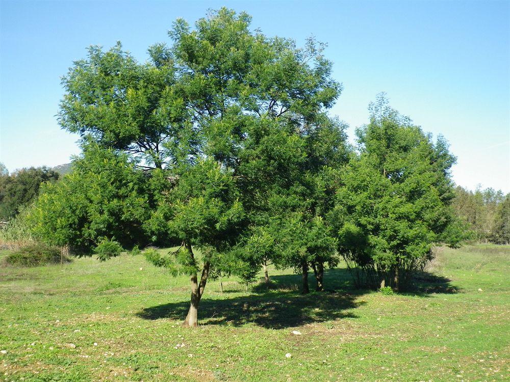 Agriturismo Sa Murta In Sennariolo-Oristano Extérieur photo