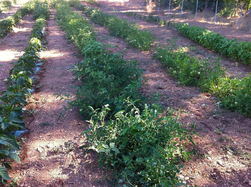 Agriturismo Sa Murta In Sennariolo-Oristano Extérieur photo